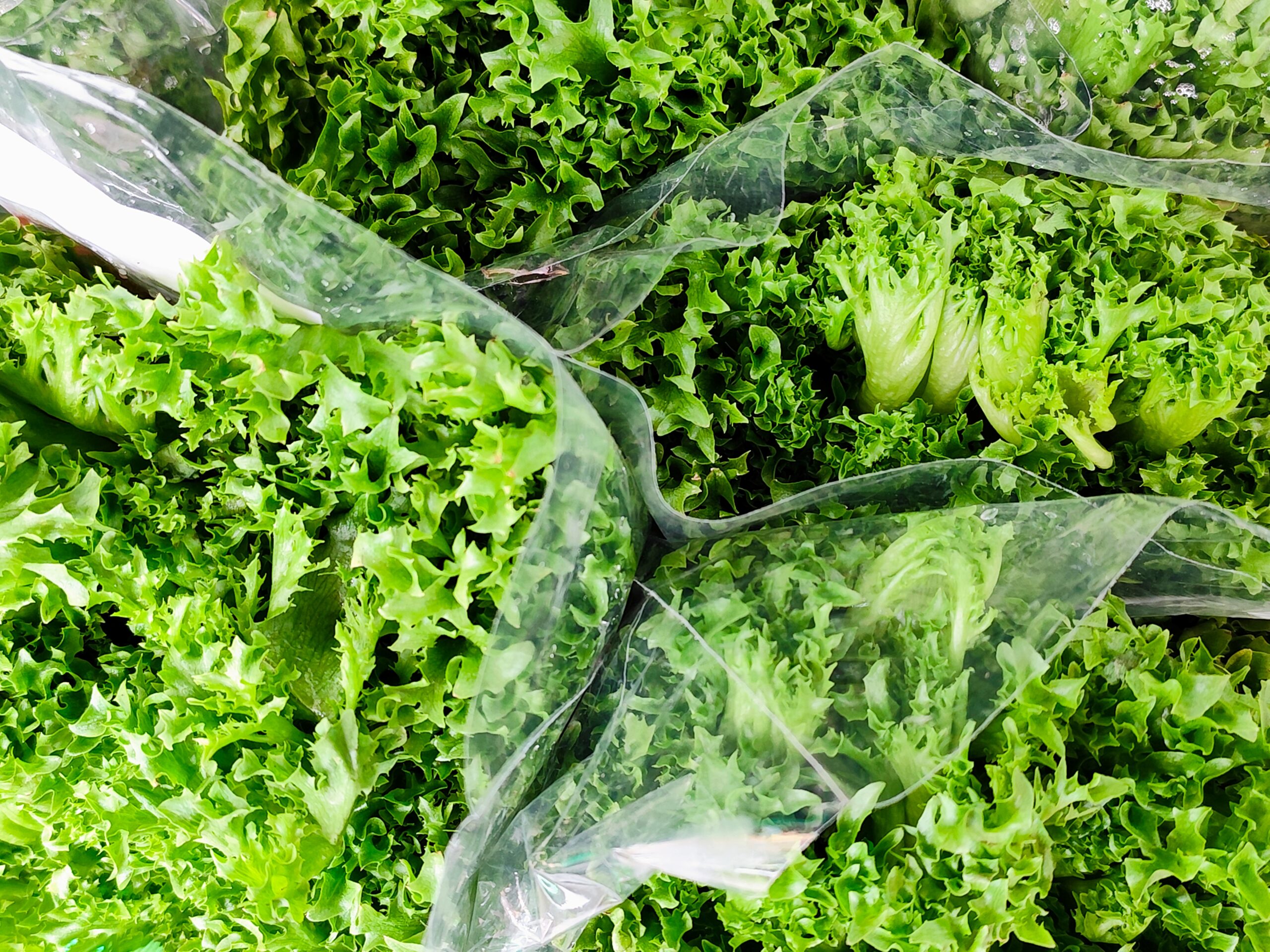 Fresh Lettuce for You